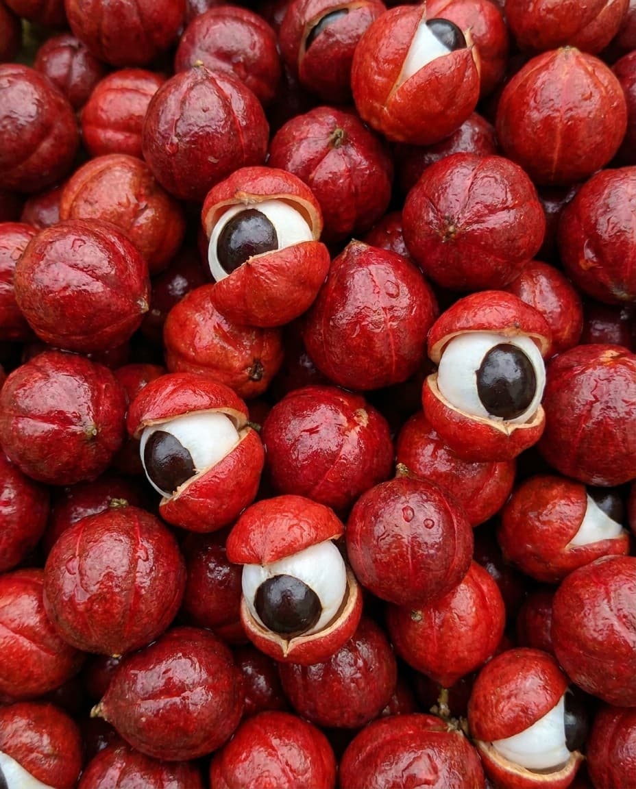 Textura — guaraná (frutas)